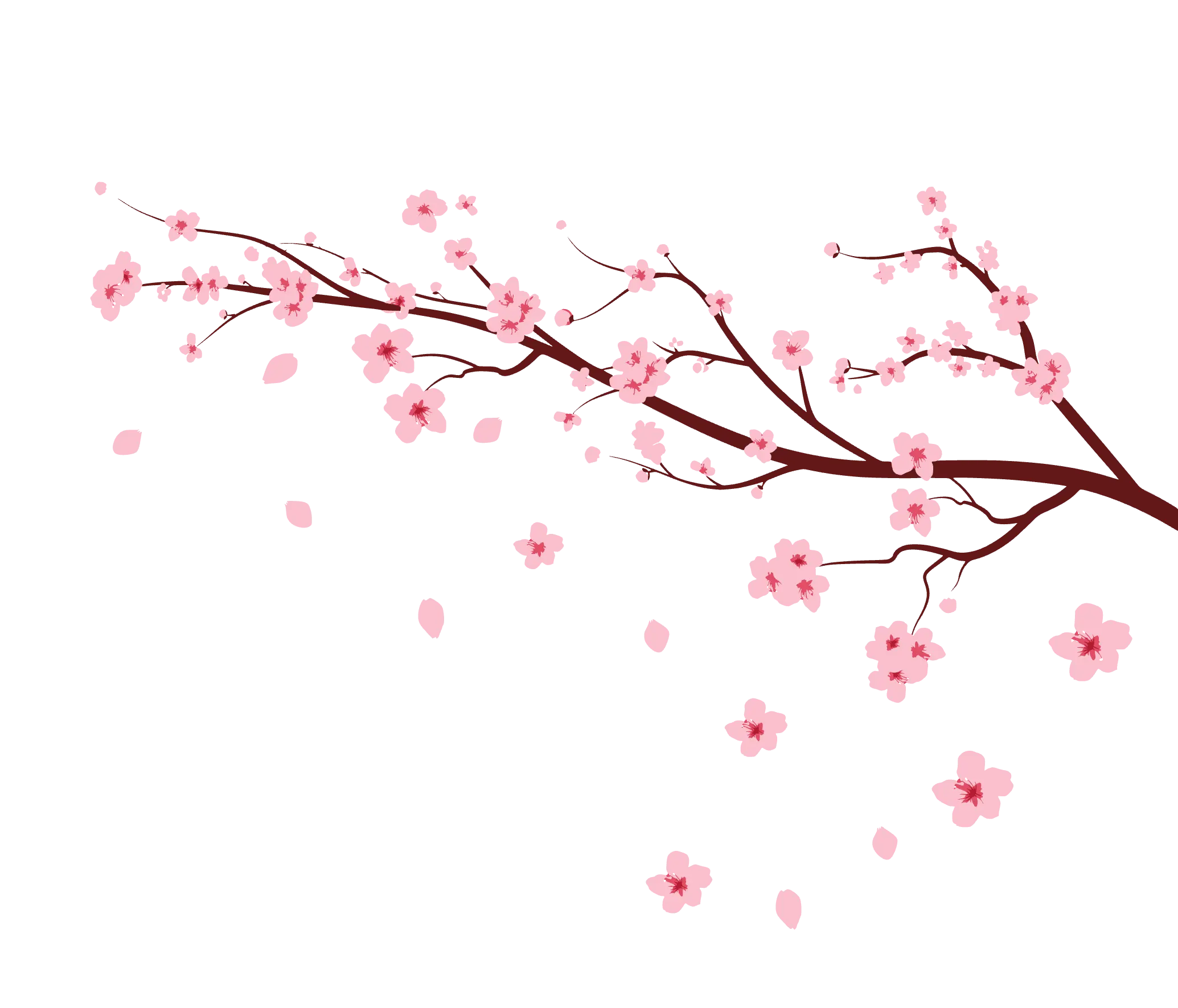 Cherry Blossom